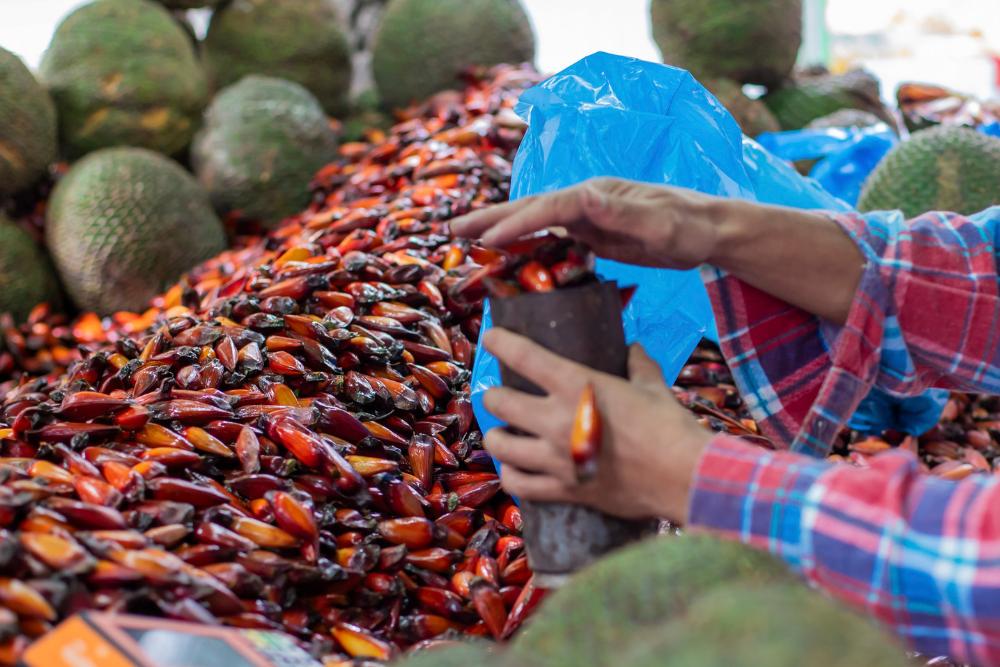 Temporada do pinhão começou nesta quarta (15)